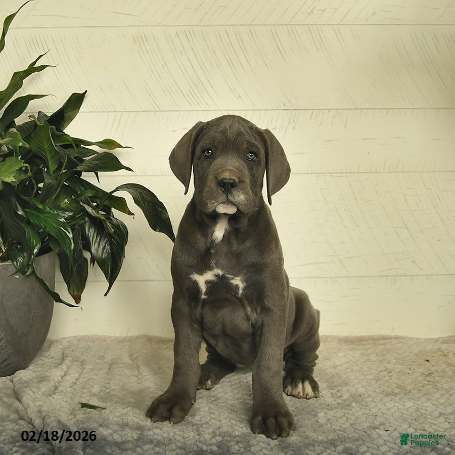 Cane Corso dogs Honey - Ad 2