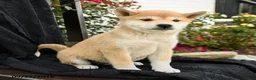 Shiba Inu dogs for sale: Kaito - Ad 1