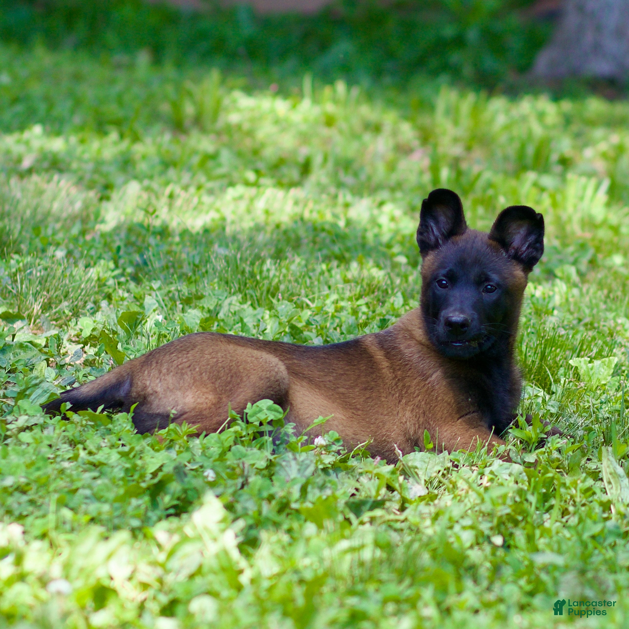 Belgian Malinois dogs Simba - Ad 1