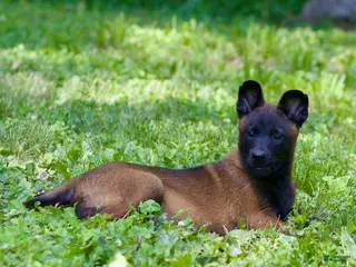 Belgian Malinois dogs for sale: Simba - Ad 2