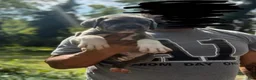 Cane Corso dogs for sale: Cane Corso 3 - Ad 1