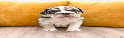 English Bulldog dogs for sale: Dorothy - Ad 5