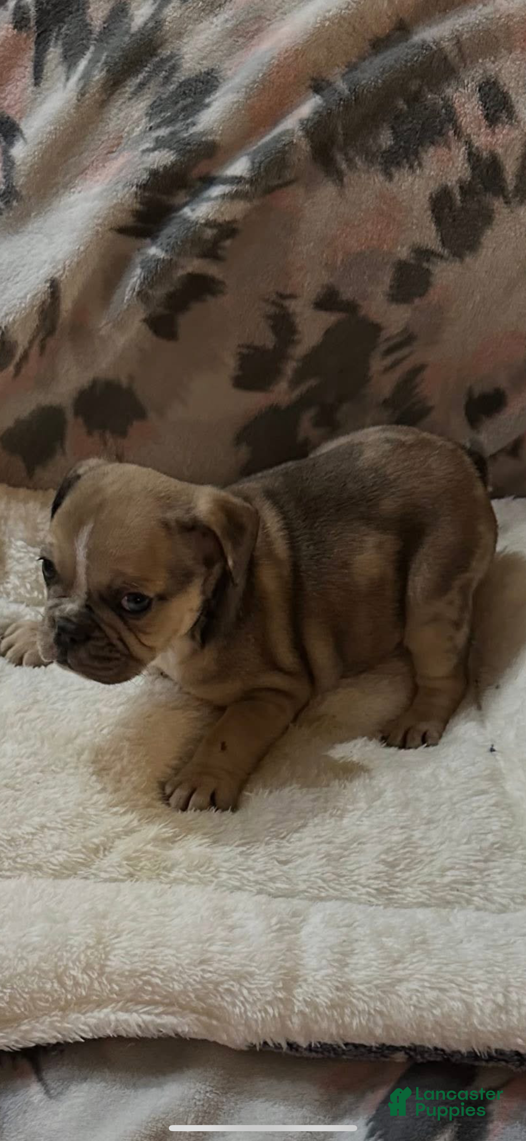 Mixed Breed dogs for sale: Mixed Breed Puppy 4 - Ad 3