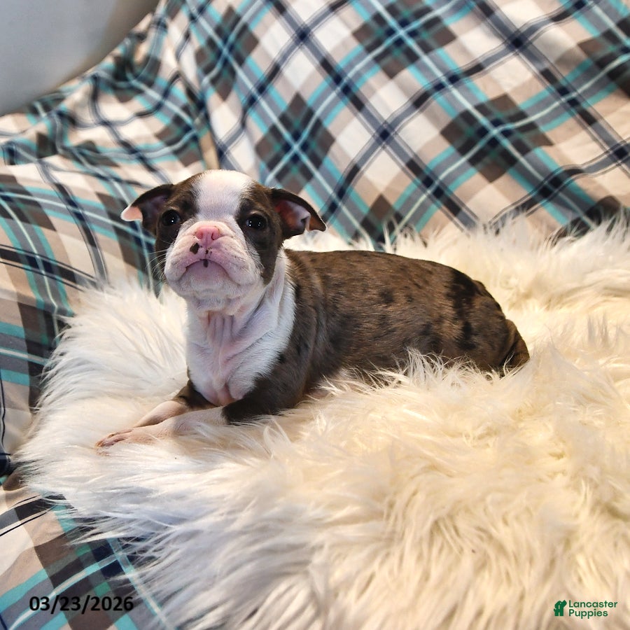 Boston Terrier dogs London - Ad 2