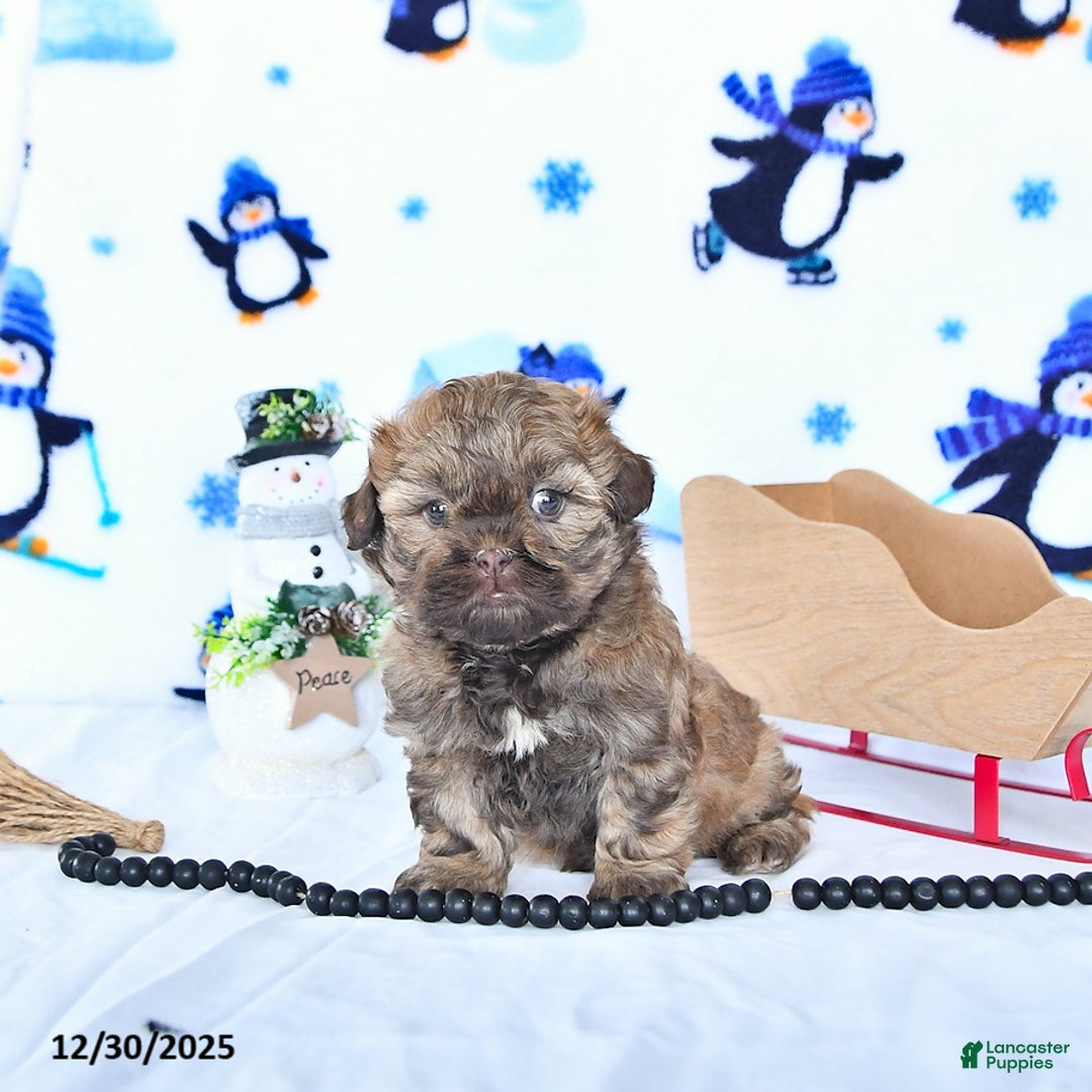 Shihpoo dogs for sale: Hazel - Ad 2