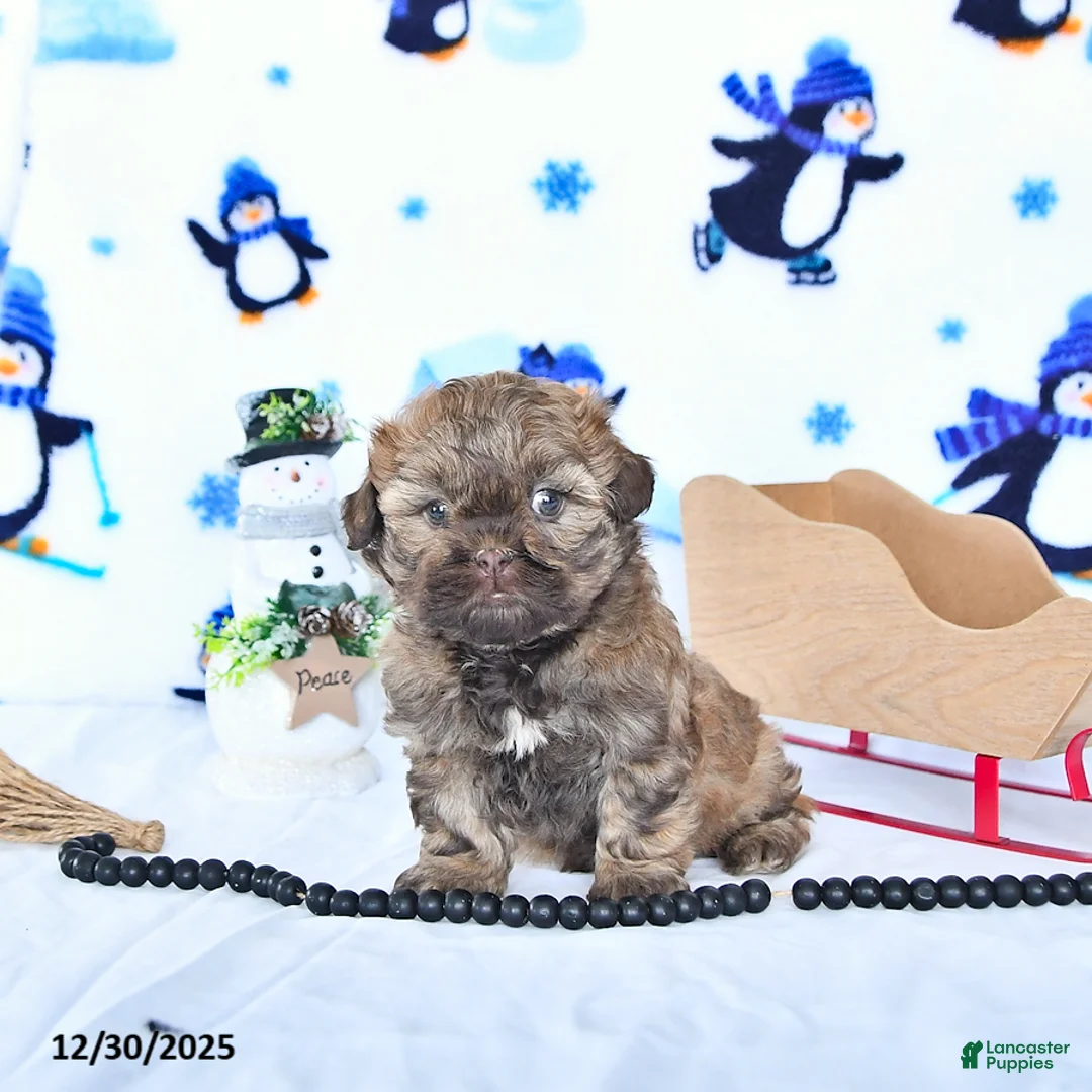 Shihpoo dogs for sale: Hazel - Ad 6