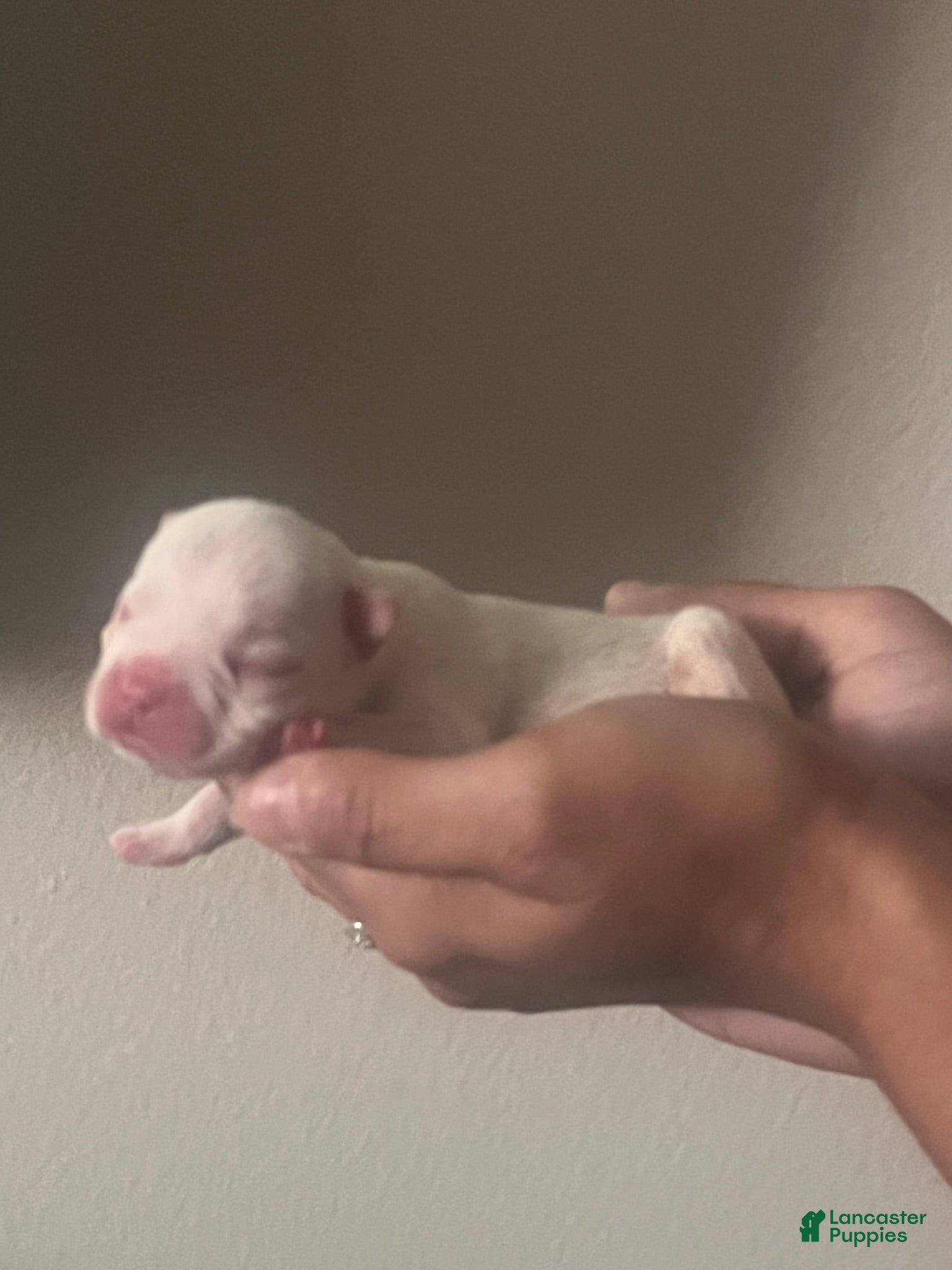 French Bulldog dogs French Bulldog 5 - Ad 23