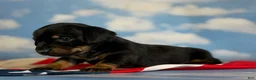 Miniature Dachshund dogs for sale: Akc petunia SH DNA OFA  - Ad 4
