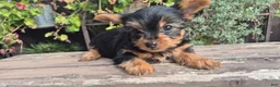 Yorkshire Terrier dogs for sale: Yorkshire Terrier 2 - Ad 3