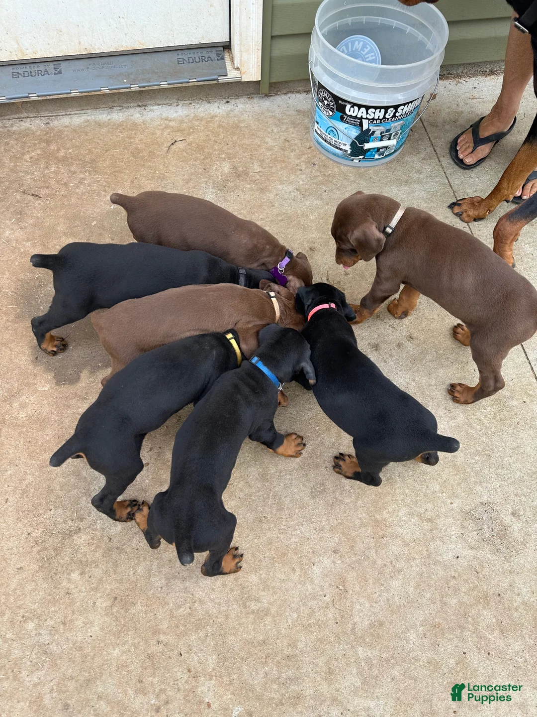 Doberman Pinscher dogs for sale: Puppy 6 - Ad 1