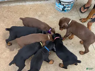 Doberman Pinscher dogs Puppy 6 - Ad 2