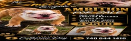English Bulldog dogs for sale: Ambition  - Ad 1