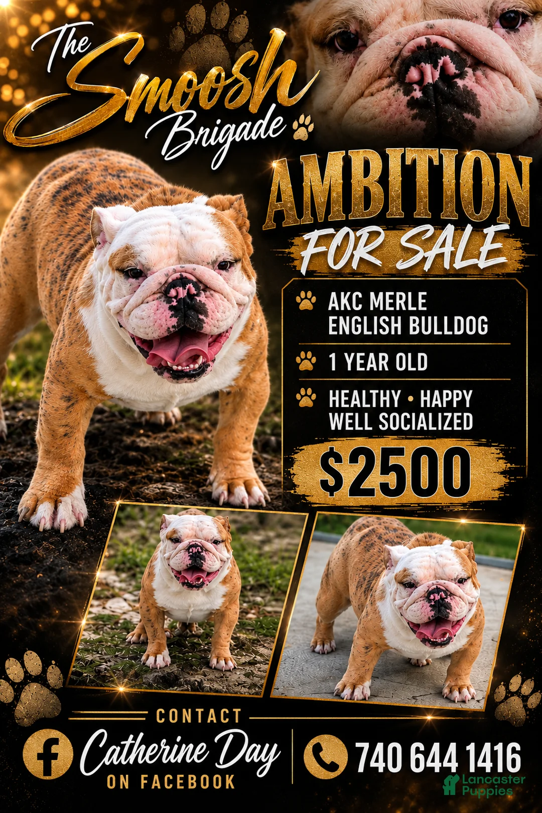 English Bulldog dogs for sale: Ambition  - Ad 1