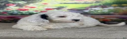 Bernedoodle dogs for sale: Bernie - Ad 3