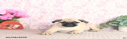 Pug dogs for sale: Lechito - Ad 4
