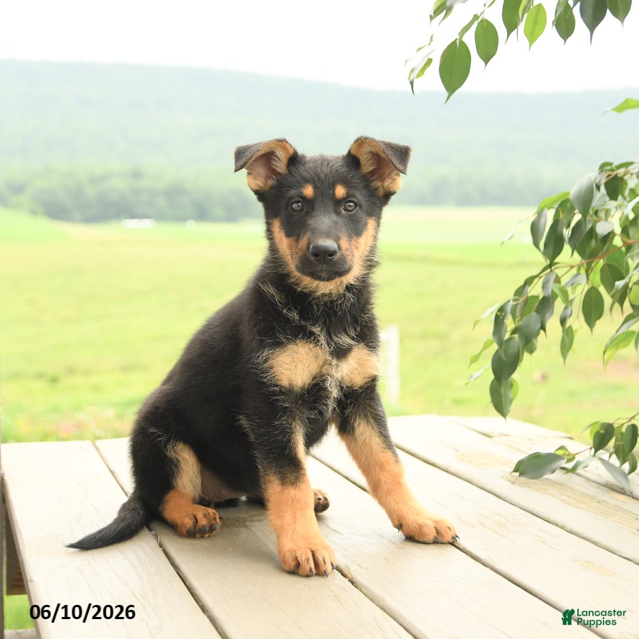 German Shepherd dogs Piper - Ad 1