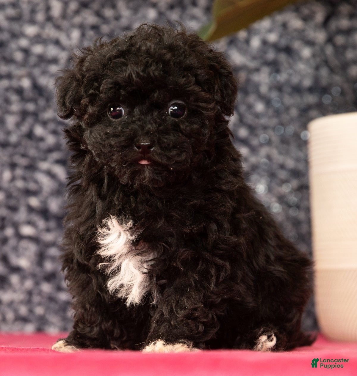 Havapoo dogs Gem - Ad 1