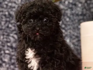 Havapoo dogs Gem - Ad 1