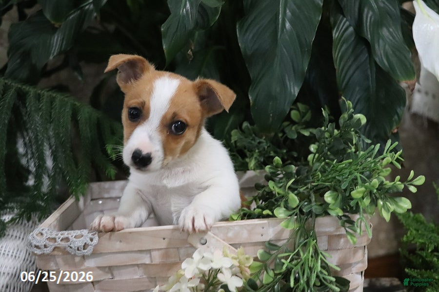 Jack Russell Terrier dogs Bingo - Ad 2