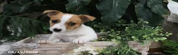 Jack Russell Terrier dogs for sale: Bingo - Ad 2