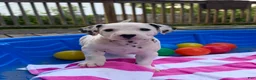 Dalmatian dogs for sale: Dalmatian 8 - Ad 2