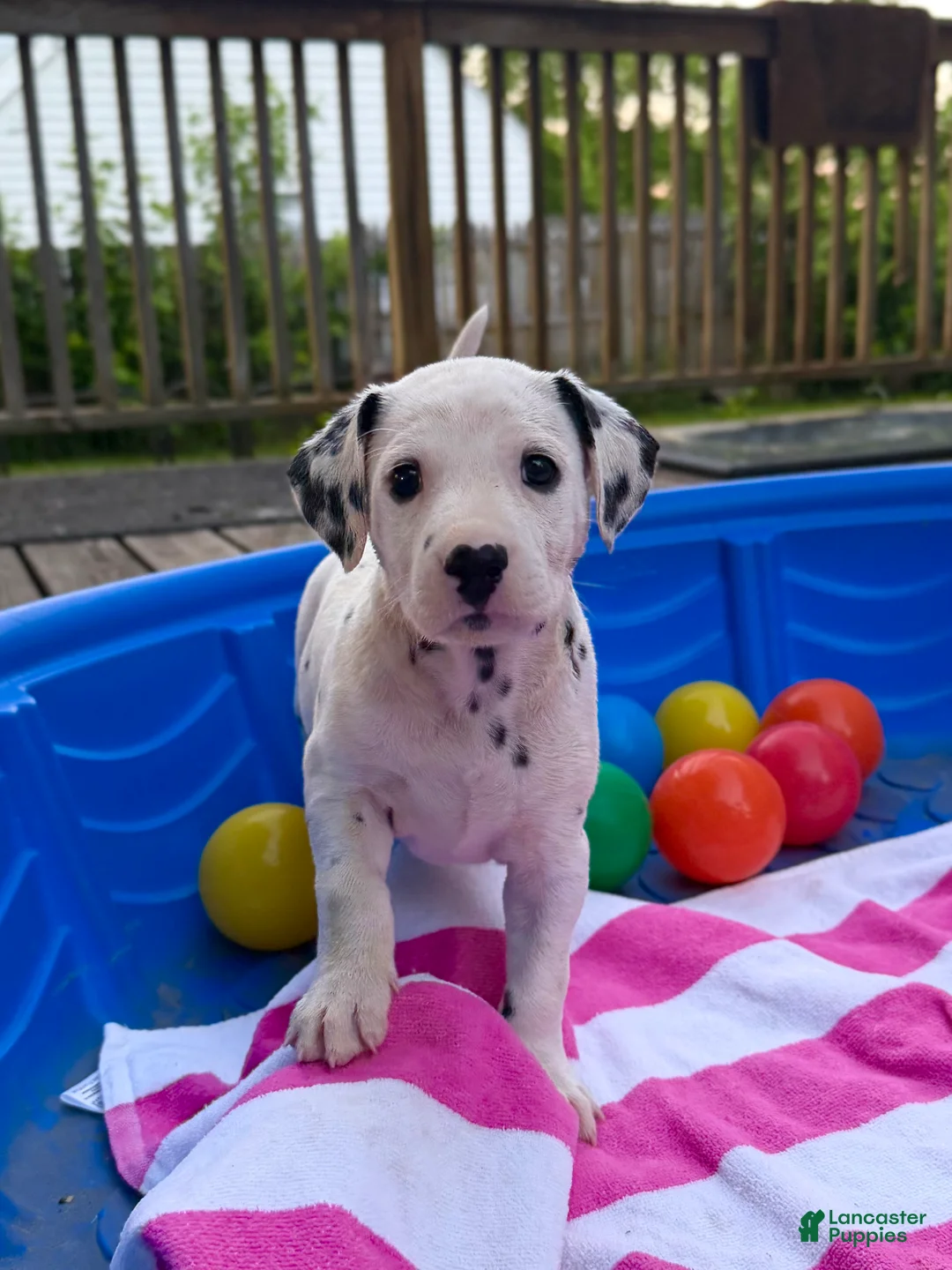 Dalmatian dogs for sale: Dalmatian 8 - Ad 2