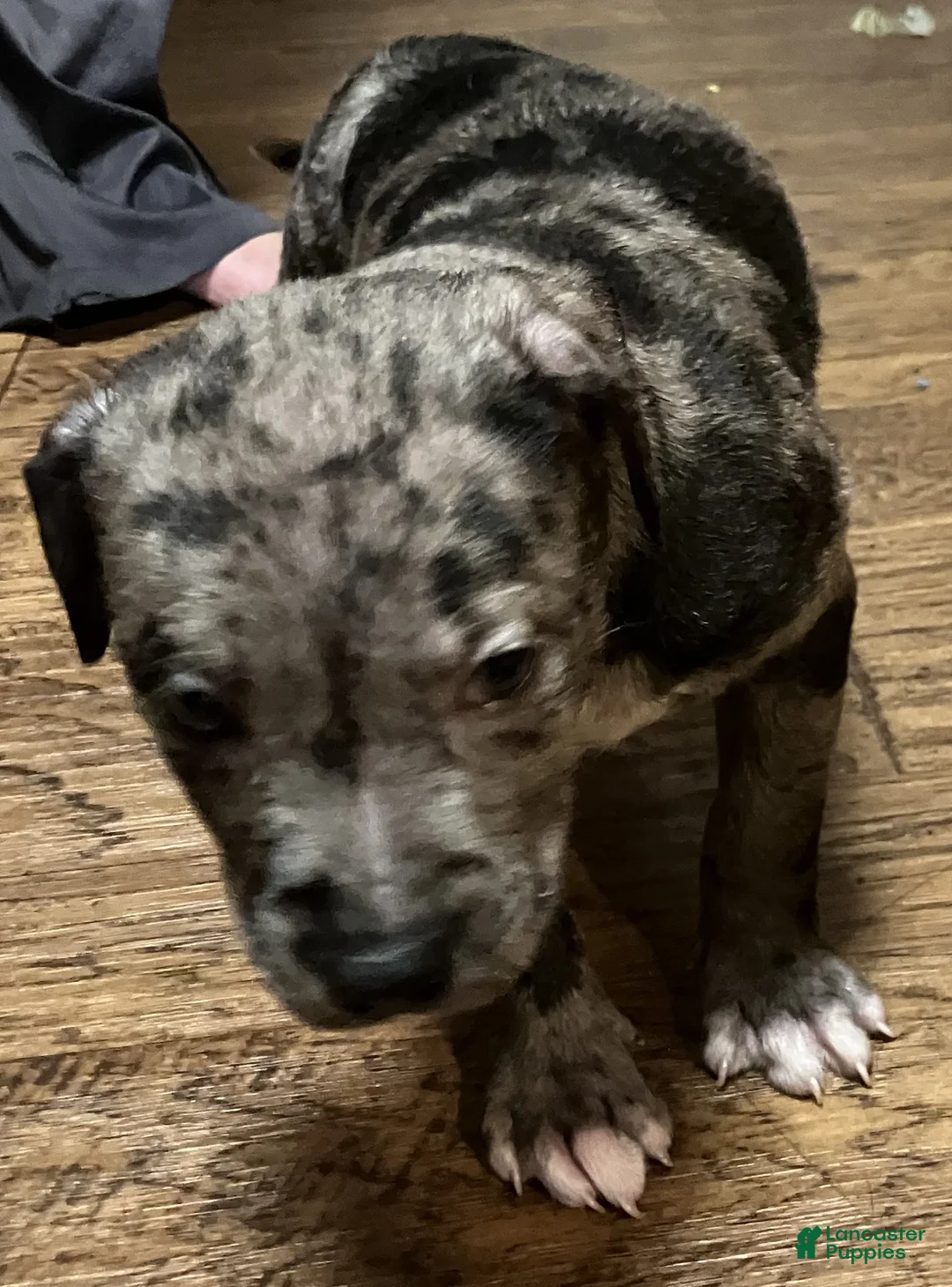 American Pit Bull Terrier dogs for sale: American Pit Bull Terrier 3 Male - Ad 2
