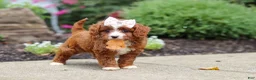 Cavapoo dogs for sale: Ellie - Ad 11