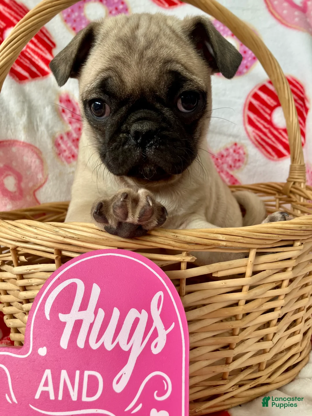 Pug dogs for sale: Rocky - Ad 2