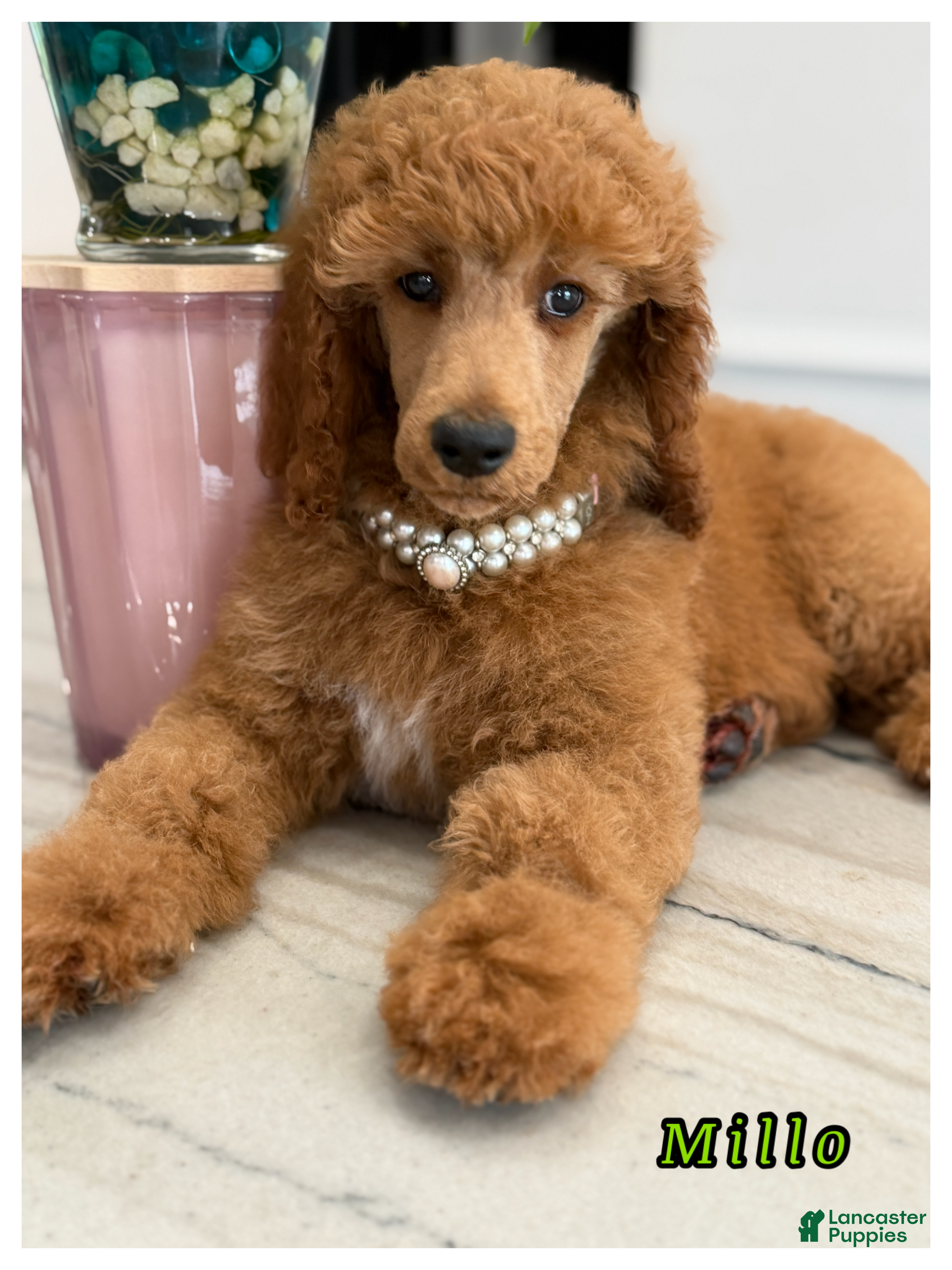 Standard Poodle dogs Standard Poodle 2 - Ad 39