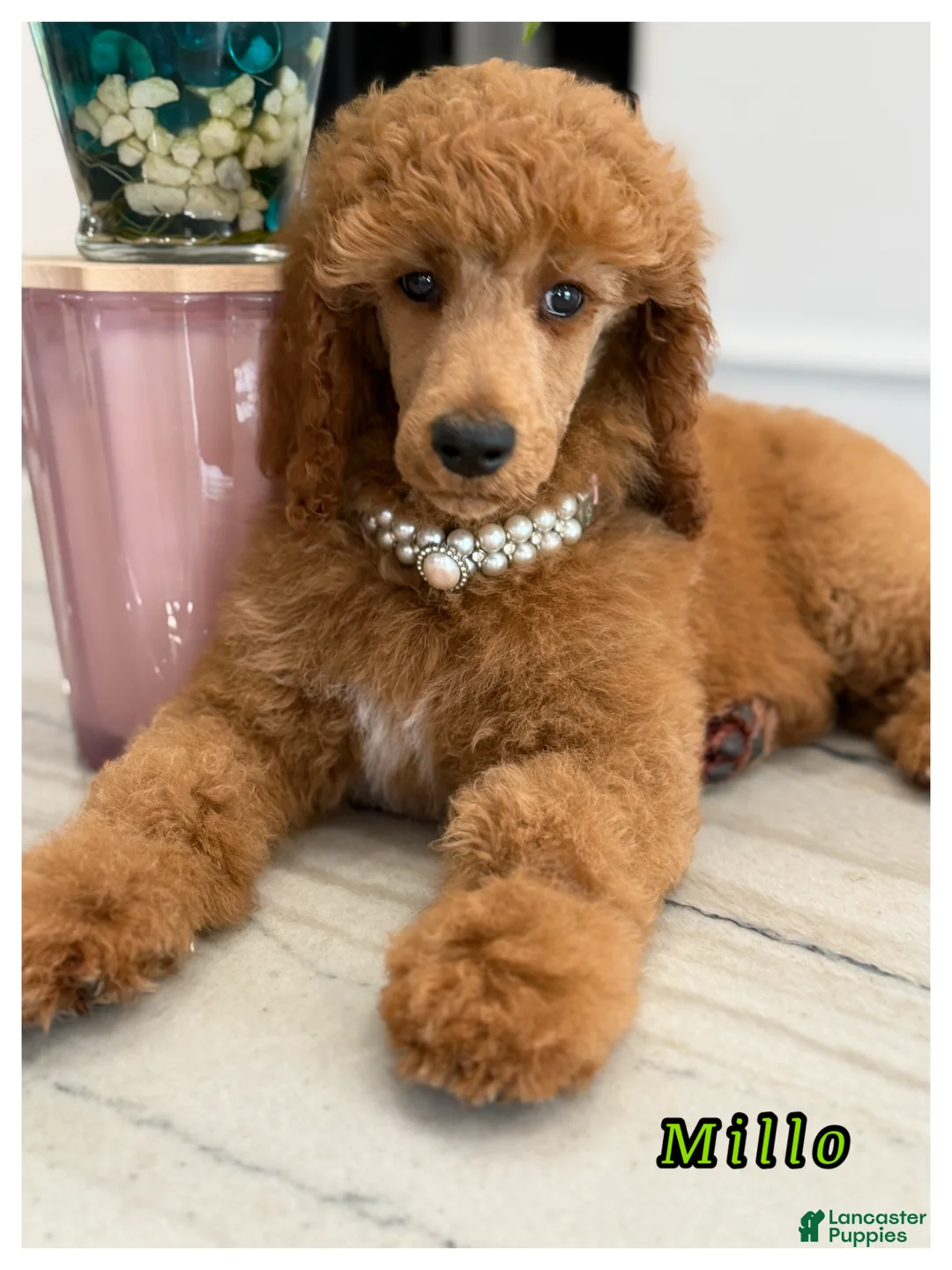 Standard Poodle dogs for sale: Standard Poodle 2 - Ad 1
