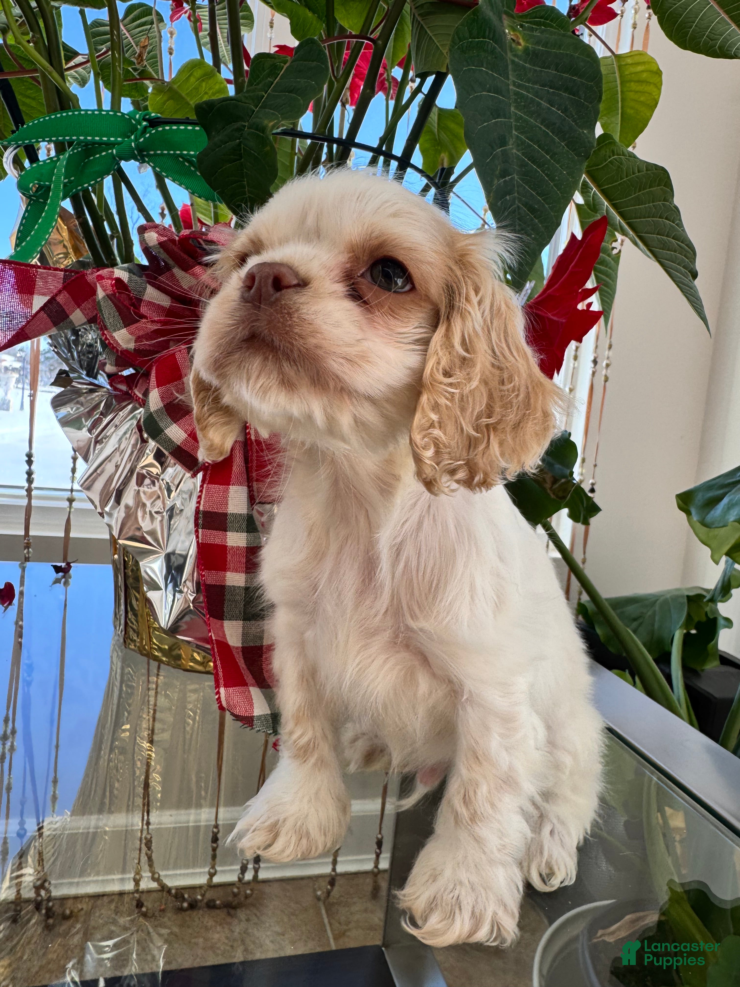 Cocker Spaniel dogs Benny - Ad 2