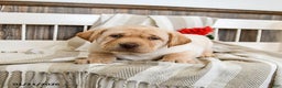Labrador Retriever dogs for sale: Camper - Ad 4