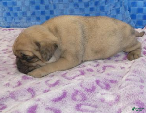 Pug dogs Pug Puppy 1 - Ad 2