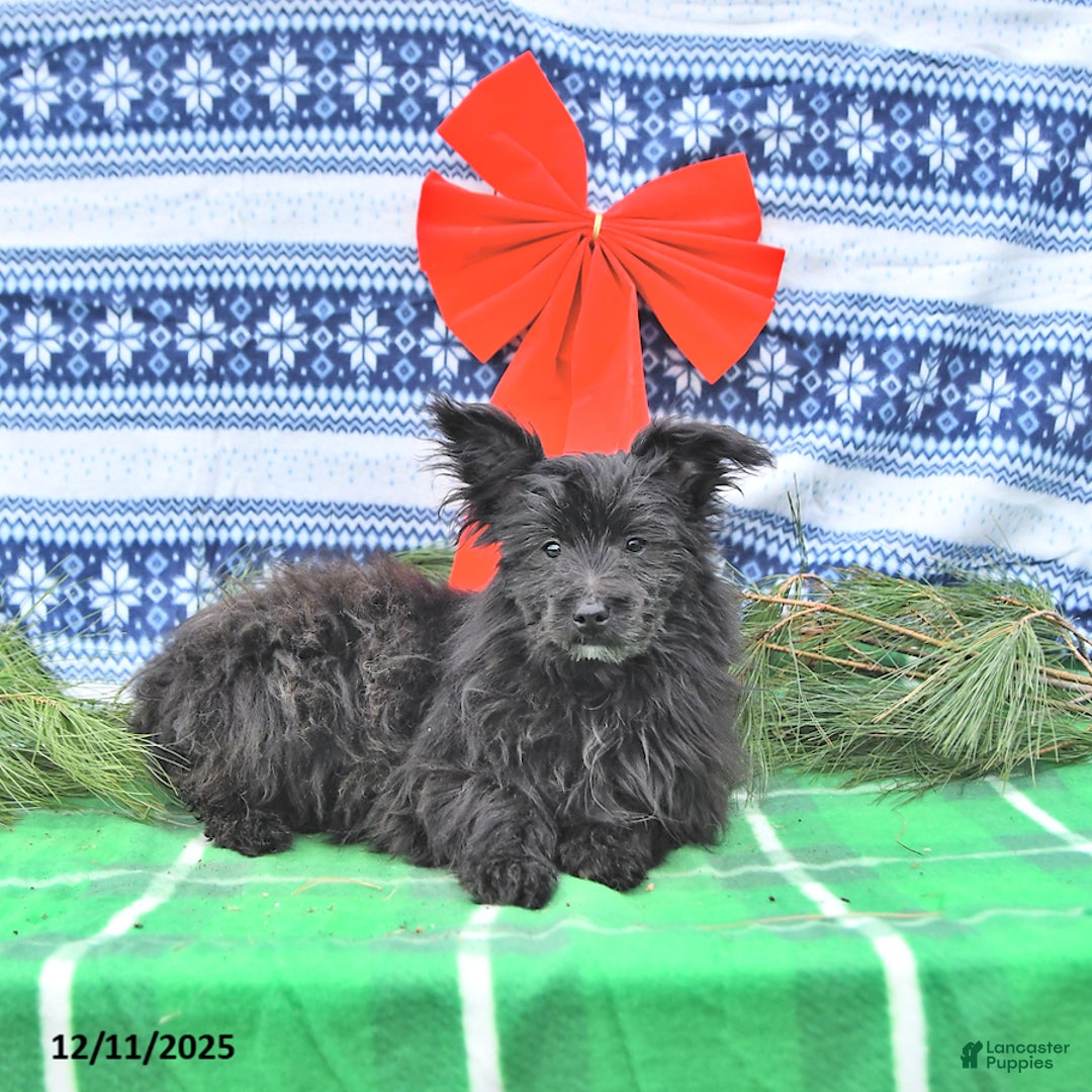 Pomapoo dogs for sale: Banjo - Ad 2