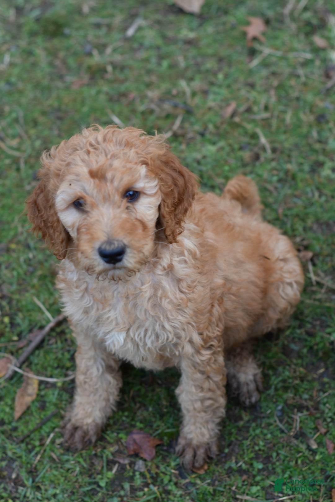 Standard Poodle dogs for sale: Charlie - Ad 4