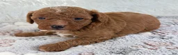 Toy Poodle dogs for sale: Xander - Ad 15