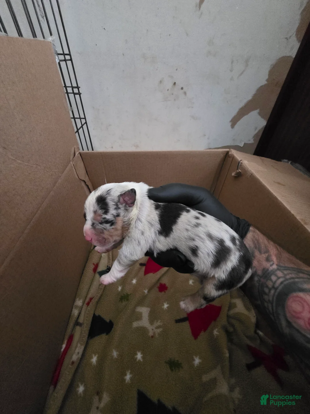 American Bully dogs for sale: American Bully 1 - Ad 2