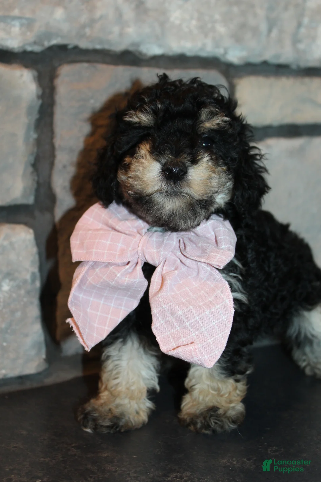 Miniature Poodle dogs for sale: AKC Lily - Ad 2