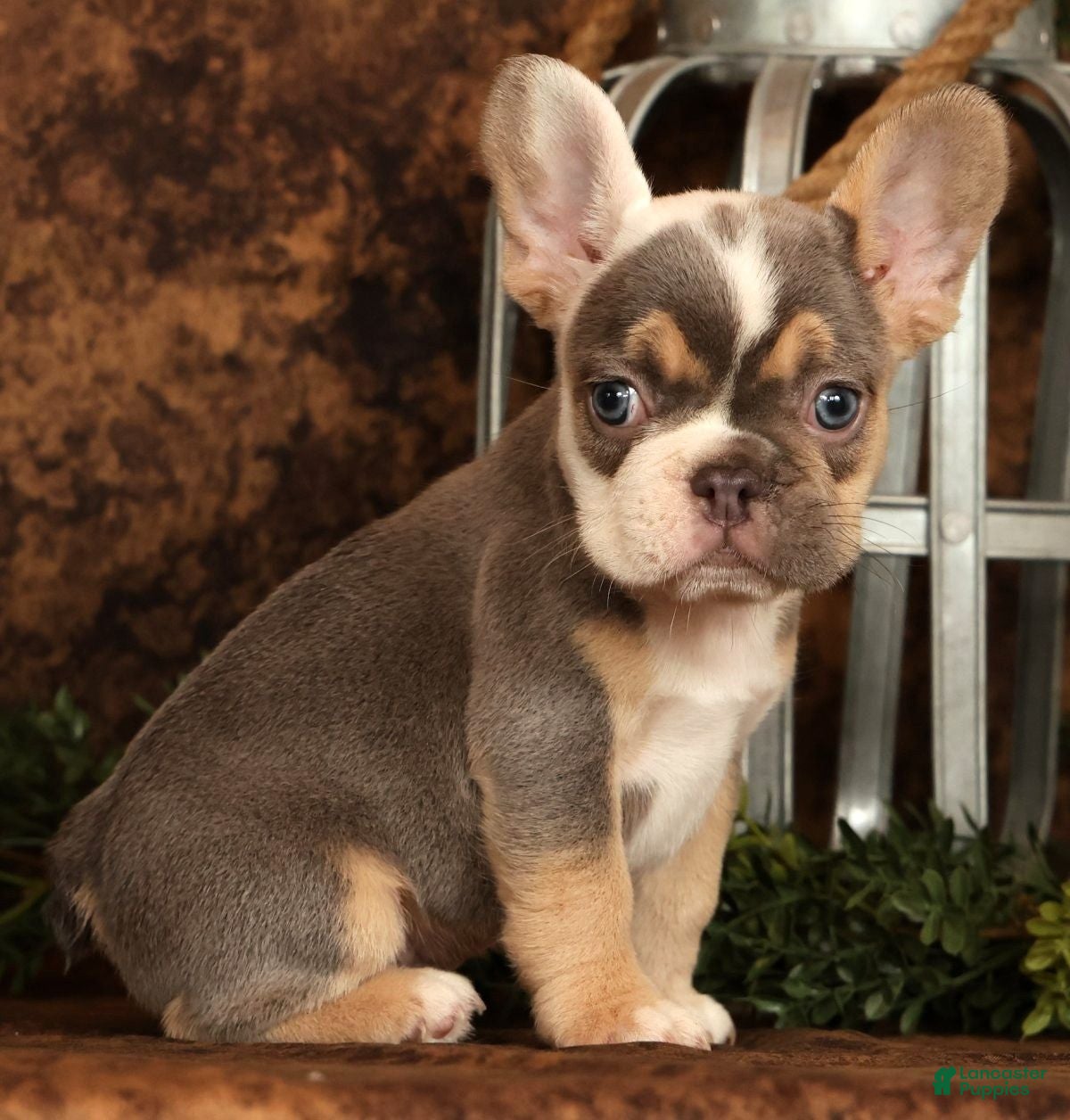 French Bulldog dogs Mojo - Ad 2