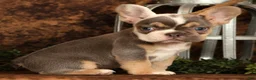 French Bulldog dogs for sale: Mojo - Ad 2