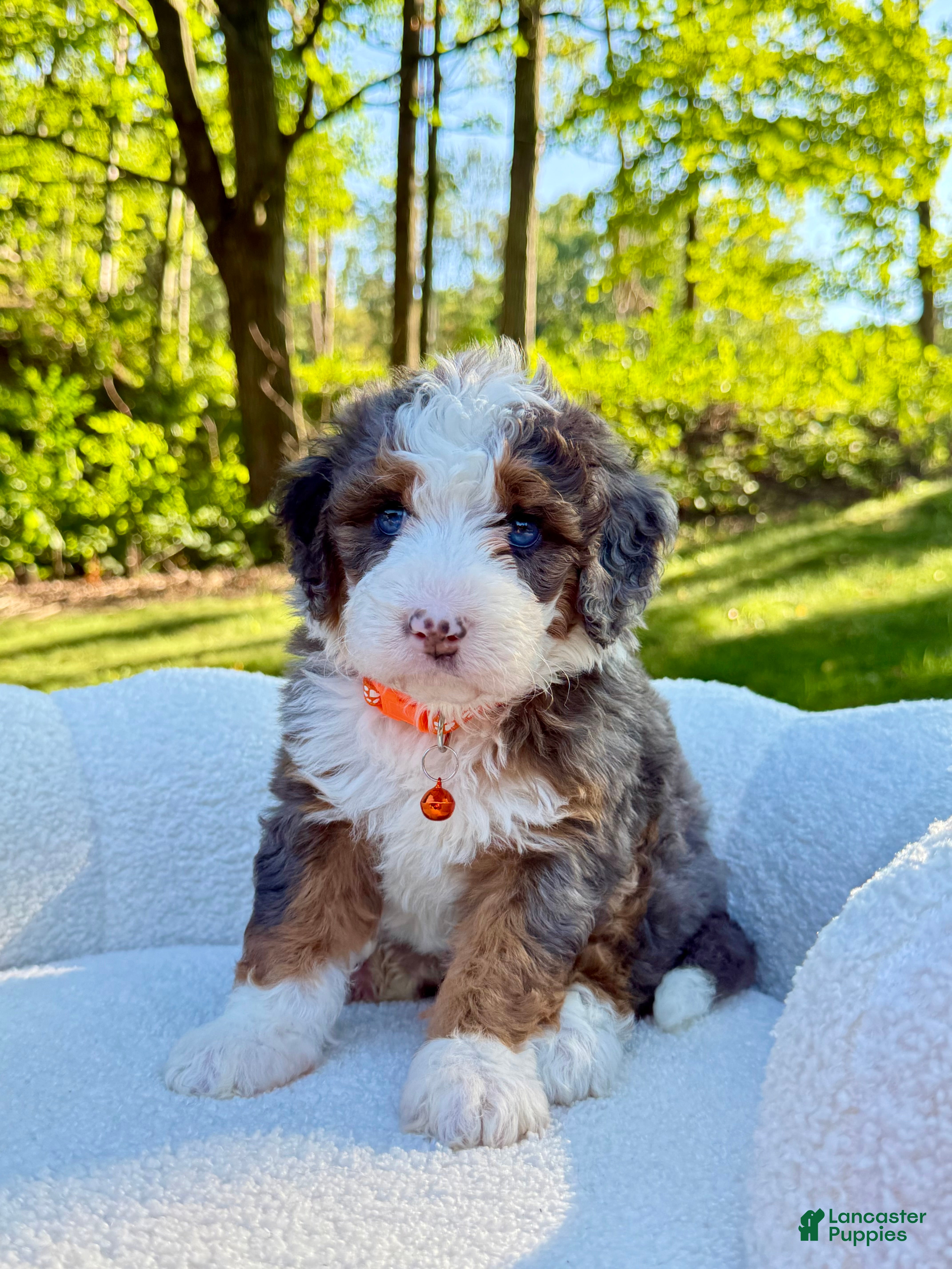 Mini Bernedoodle dogs Ace ❤️ - Ad 2