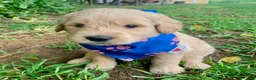 Goldendoodle dogs for sale: Carter - Ad 3