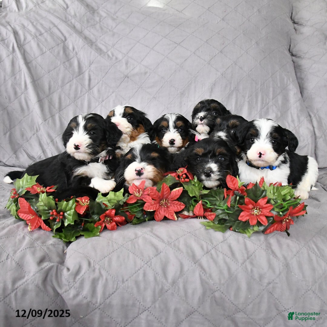 Bernedoodle dogs for sale: Cade  - Ad 5