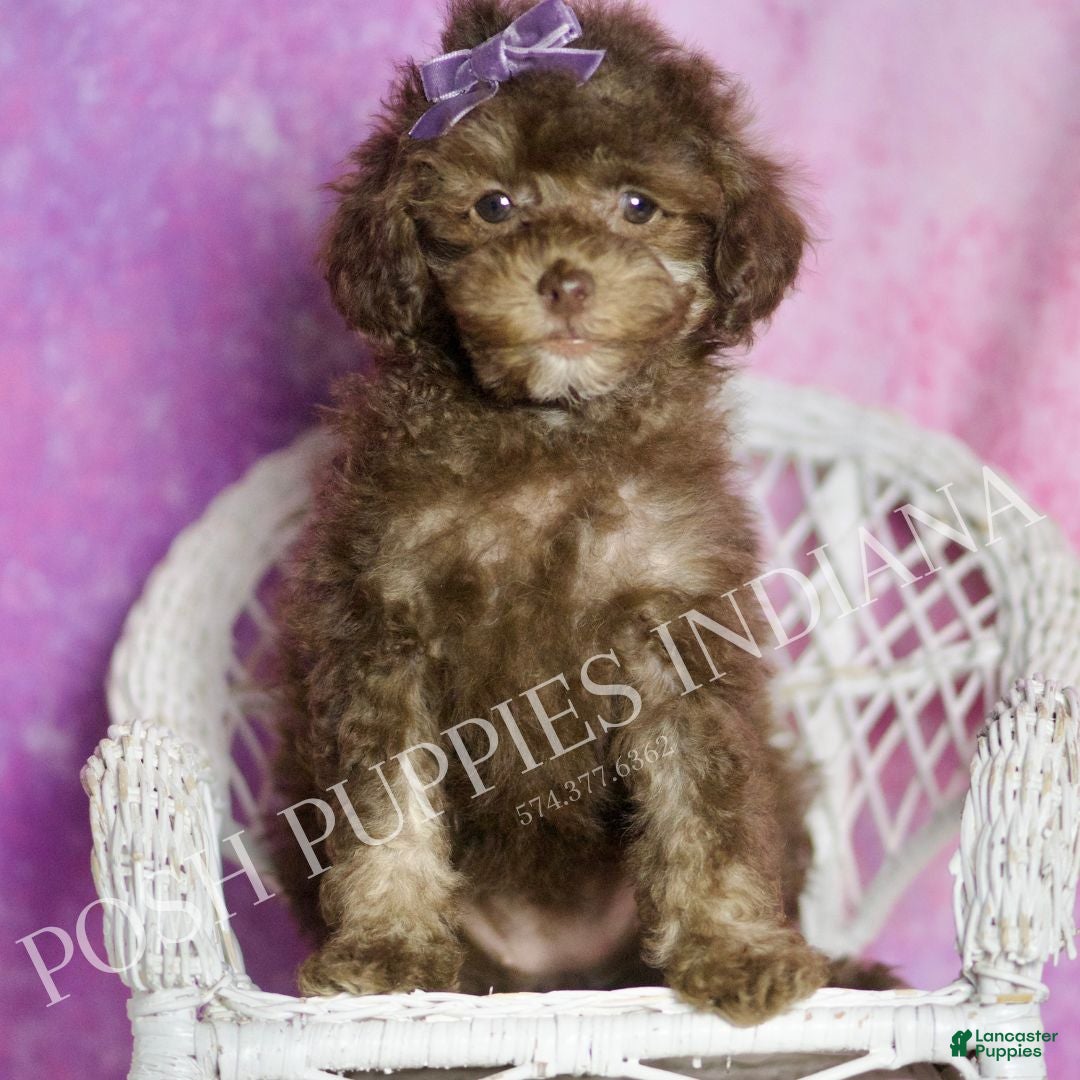 Standard Poodle dogs Brownie - Ad 35