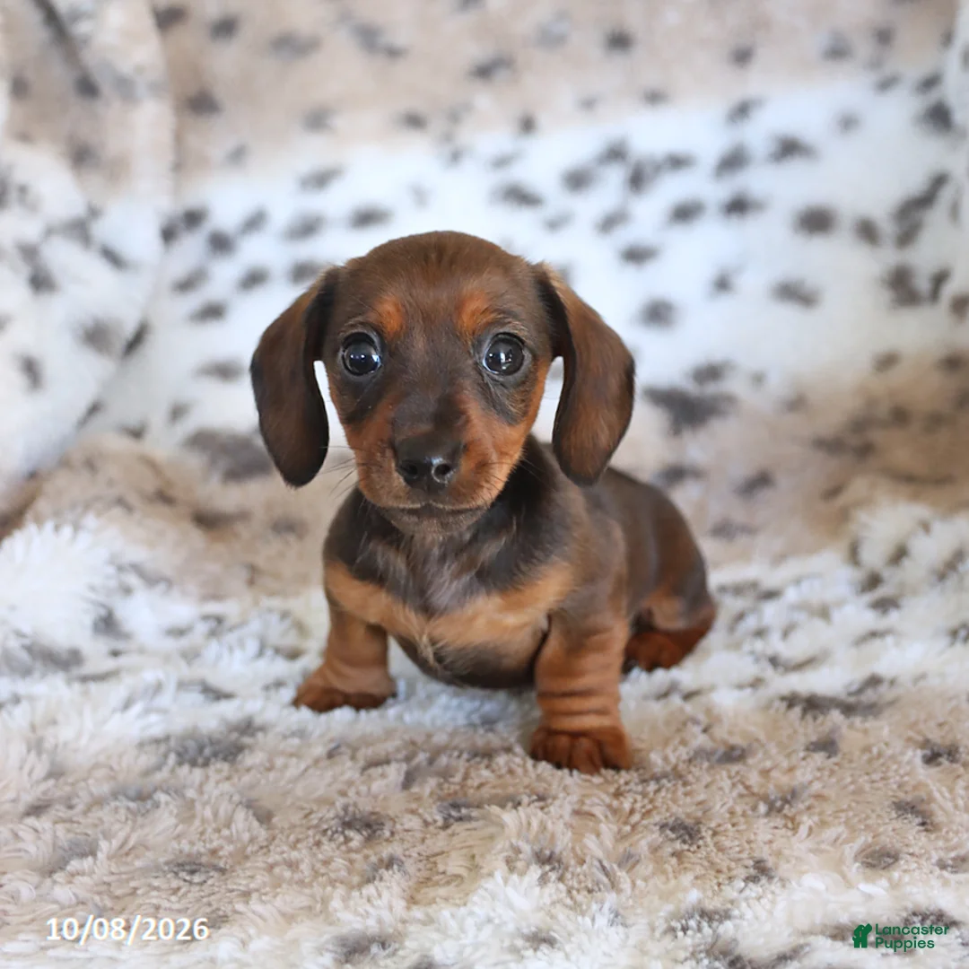 Miniature Dachshund dogs for sale: Maria   - Ad 1