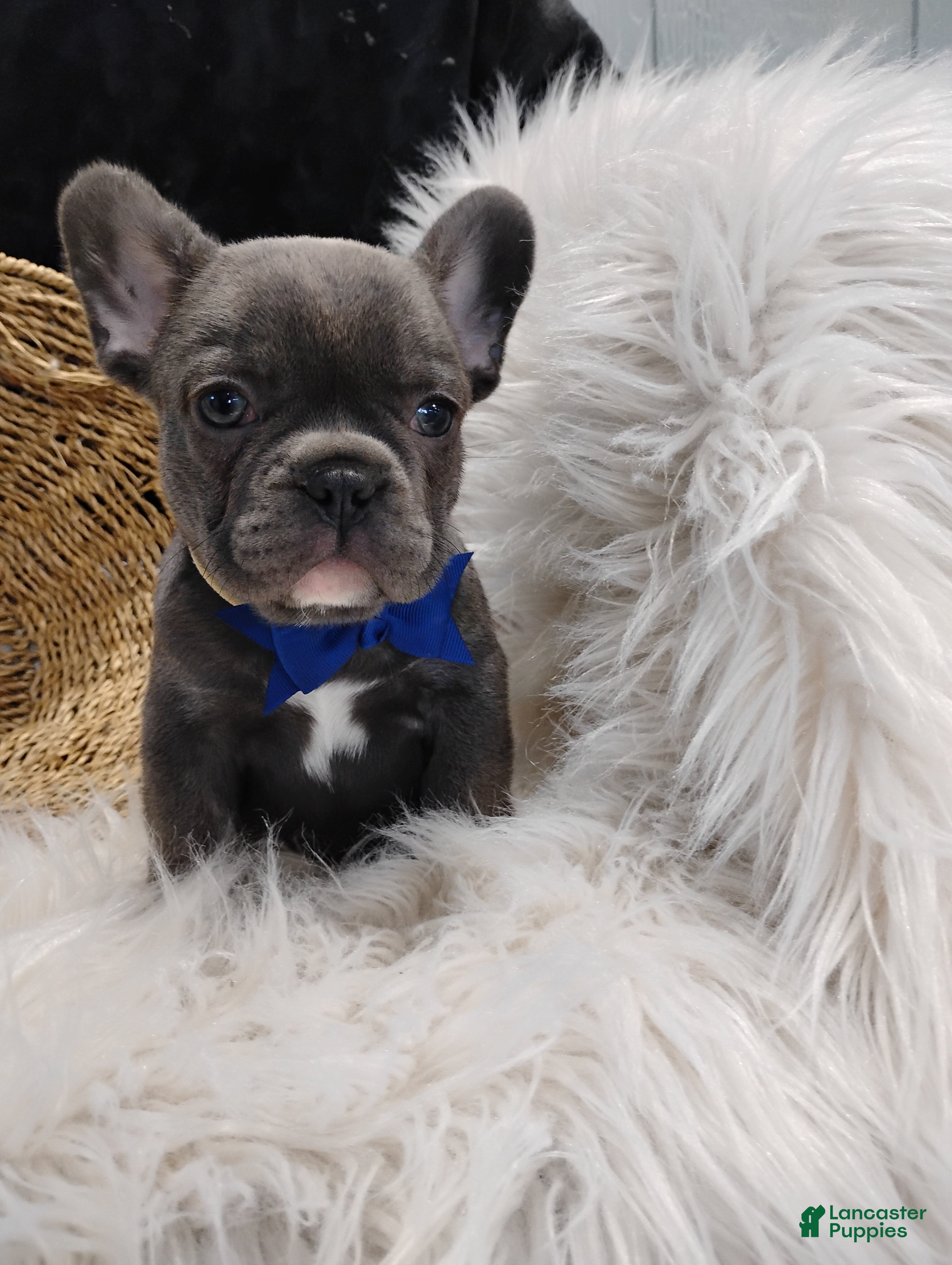 French Bulldog dogs Felix  - Ad 1