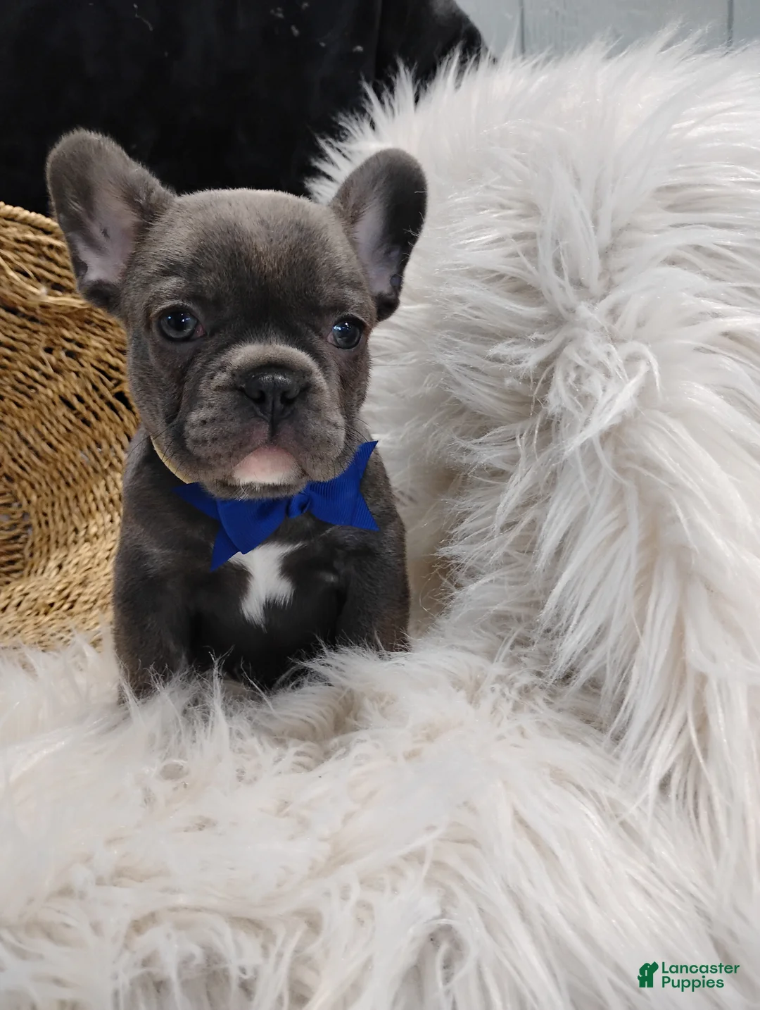 French Bulldog dogs for sale: Felix  - Ad 1