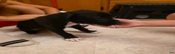 Boxer dogs for sale: Echo - Ad 2