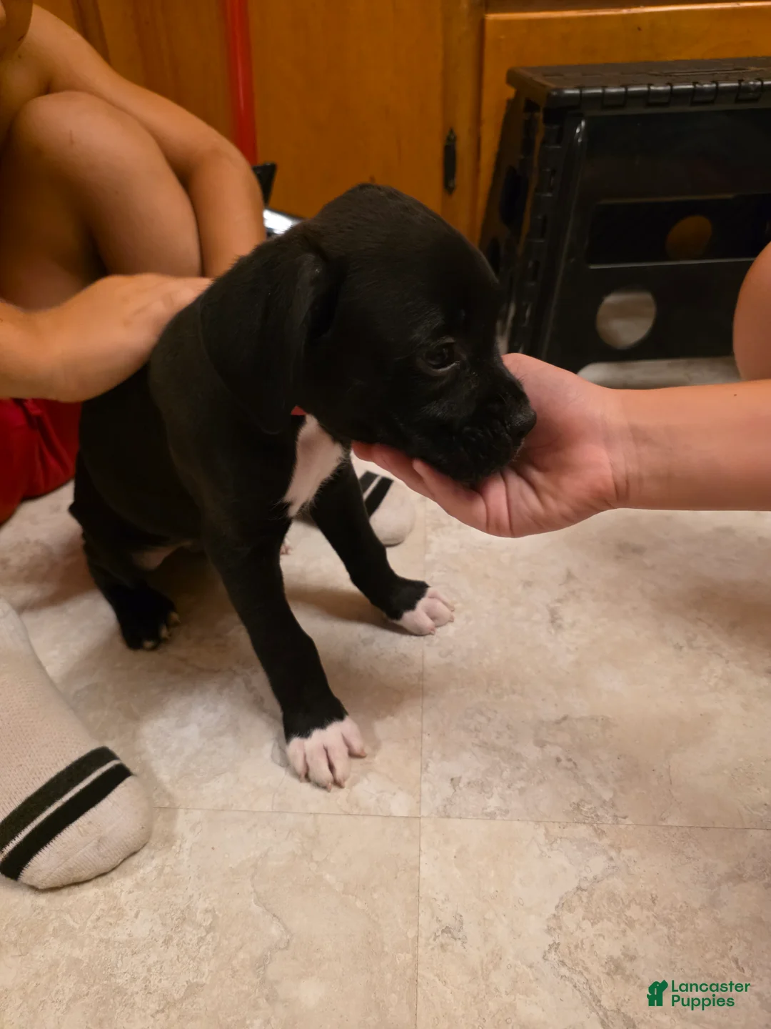 Boxer dogs for sale: Echo - Ad 2